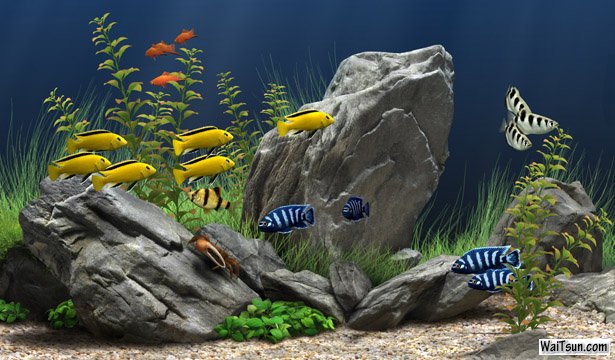 Dream Aquarium（梦幻水族馆）V1.240 汉化增强版